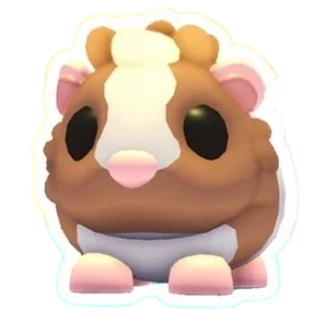Chocolate Dutch Guinea Pig