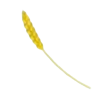 Golden Wheat