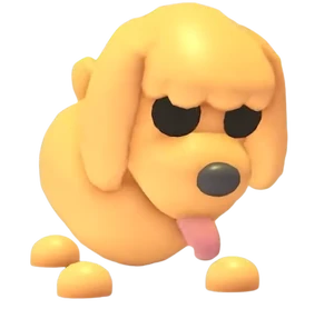 Toy Poodle